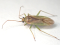 Orthotylus bilineatus